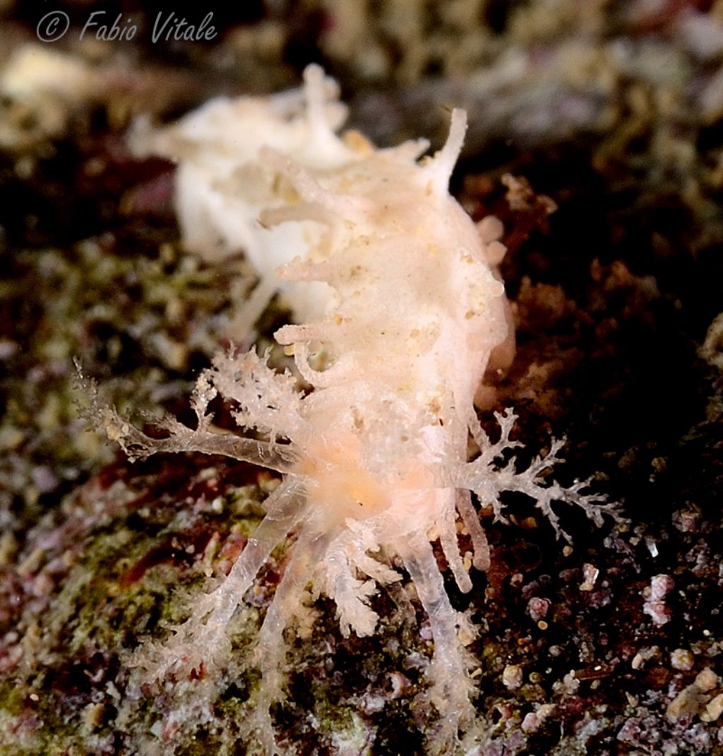 Holothuroidea da identificare (juvenile Ocnus planci?)